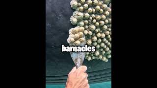 Never Remove these Barnacles From A Whale? 😱 #shorts