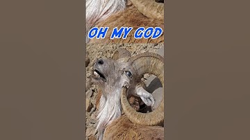 Animals That Can Die From Their Own Horns