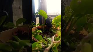 #relaxing #peace #homegardanig#nature #money plant #turtalvine#loardbudha#shorts#fish #funny #garden