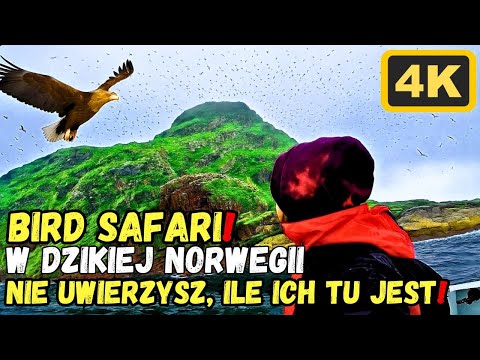 EPICKIE Bird Safari W Dzikiej Norwegii Pod Nordkapp! Rejs Życia - Ptasia Eksplozja Natury WOW! 4K