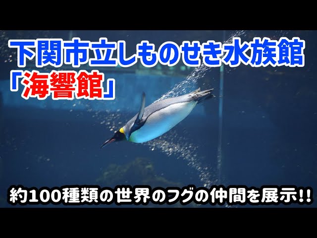 一人旅山口編】下関市立しものせき水族館「海響館」(2022.09)-混雑