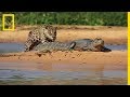 Ce jaguar chasse des camans