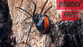 Australia's Top 5 Deadly Spiders | #australia #spider #wildlife