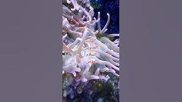 قران كريم بصوت جميل للشيخ عبد الباسط عبد الصمد #استمع #المصحف #اكسبلور #قرآن