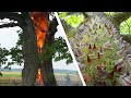 15 Most Dangerous Trees You Should Never Touch