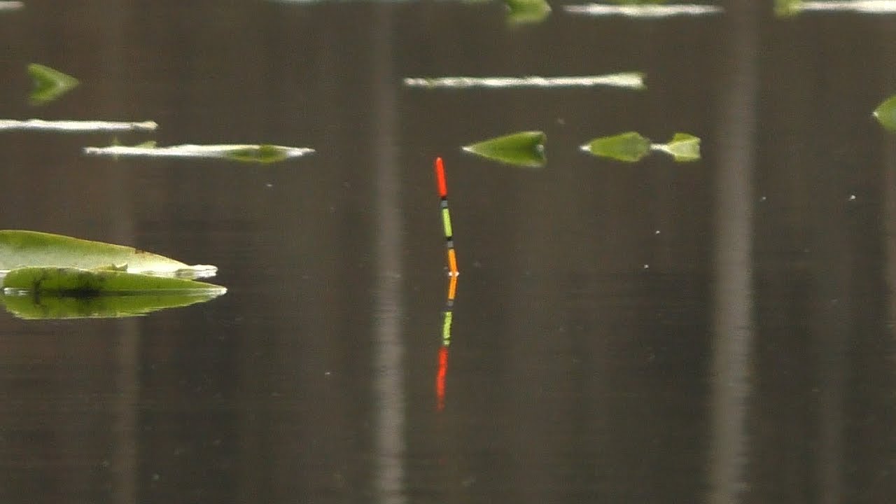 Dla takich brań warto wstawać na świta !!! Brały na 40cm wodzie !!!