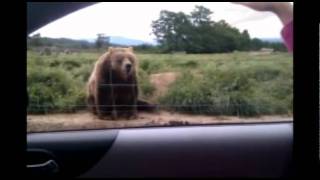 Waving Goodbye Bear