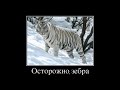 Веселые картинки. Приколы про тигров. Смешные тигры.