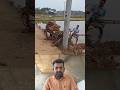 जीरी के सीजन में फंसा हुआ ट्रैक्टर निकालने का देसी जुगाड़! 🚜💡 #shortvideo #viralvideo