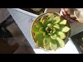 Kaktüs Sukulent Aloe Vera ve Salon Çiçekleri / Yarışma Videosu-33