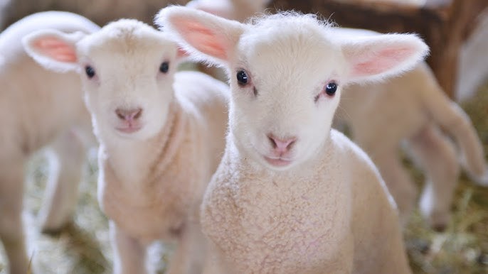 ひつじの赤ちゃん 産まれたばっかりですごいかわいい 初めての体重測定 In マザー牧場 Animal Time Youtube ひつじの赤ちゃん 産まれたばっかりですごいかわいい 初めての体重測定 In マザー牧場 Animal Time Youtube
