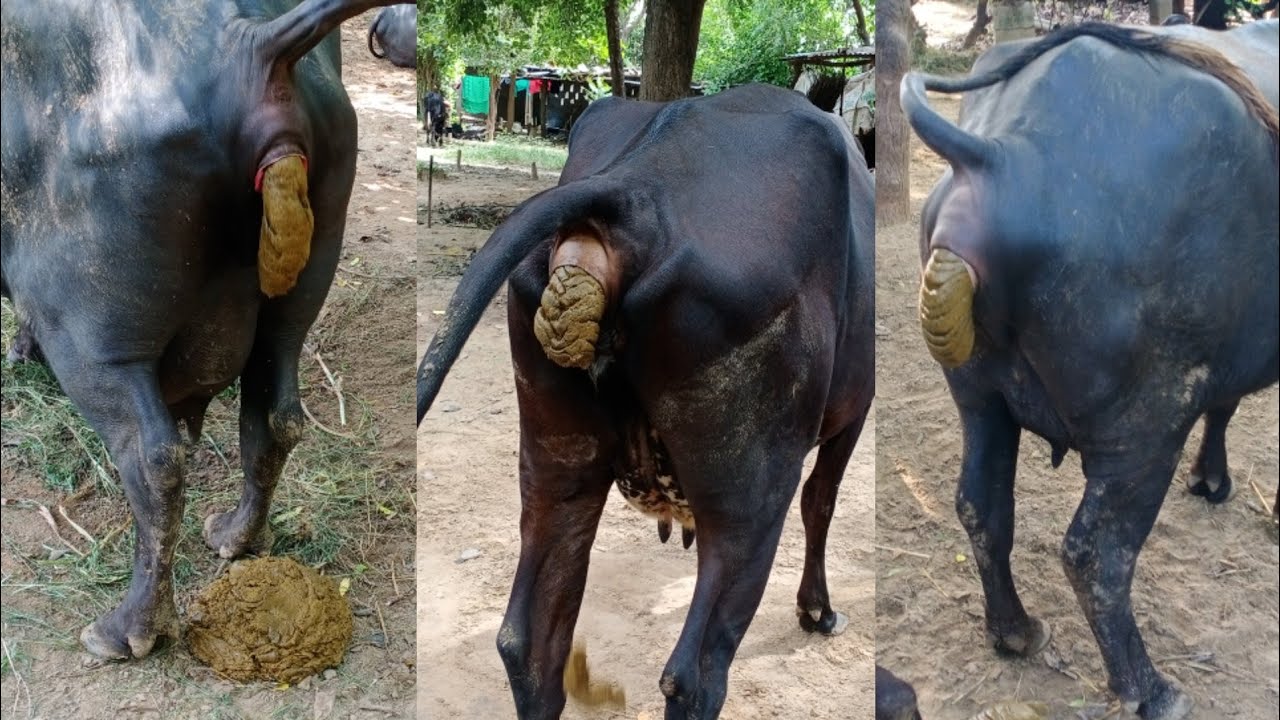 Buffalo Dung💩Video | Cow Pooping💩 Video | Safar Gav Ka - YouTube