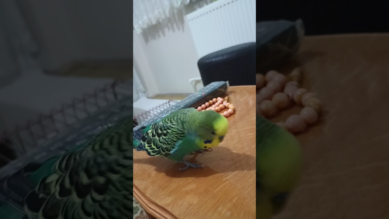 Dans Zamanı #birds #talkingparot #budgies #blackfacebudgie #birdsong #parrot #parakeet #love #funny