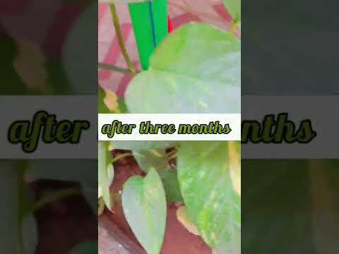 moneyplant propagation in