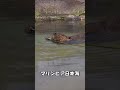 枝を齧るアメリカビーバー #shorts #aquarium #beaver