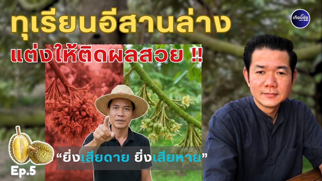 Ep.5 แต่งดอกแบบนี้ลูกไม่ร่วง #เทียนชัยเกษตร #สวนทุเรียนครบุรี #ก้านยาว #automobile #farmlife#durian
