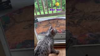 My cat Equinox trashtalks with a bird by MyEgyptianMau 226 views 2 years ago 1 minute, 27 seconds