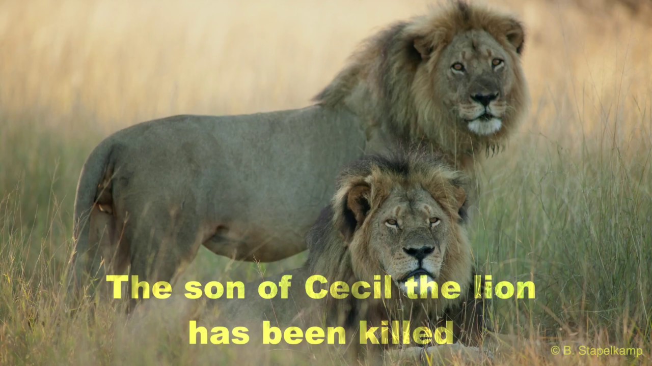 Killed By Death Cecil The Lion s Son Killed By Trophy Hunter Funny 