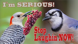 All Birds in Shock🤷‍♀️🧨🌩  Woodpecker`s New Diet is Plastic LOL 🤣🦜 4K