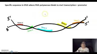 Introduction to Transcription