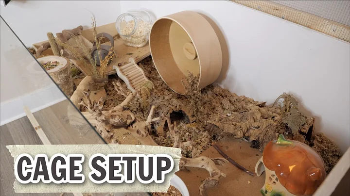 Who is this enclosure for? | Hamster cage setup!