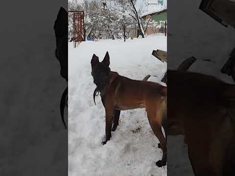 Belçika malinois saldırı anı