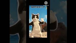 Cats Doing Cat Things (4).Cat Meowing🌹🐈🐈🌹|Cat Sound| Cute Cat Videos.Boom,Scared me! #trending