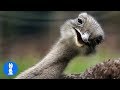 Cheeky Ostrich Attacks  - FUNNIEST compilation