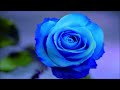 「Mr Memories」♪門松みゆき/cover藤小町