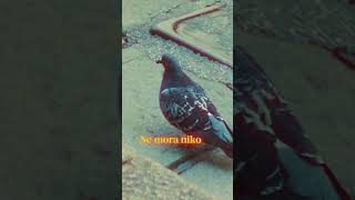 TRILE X DINNA - ŠTA JA TEBI #trile #locogang #dinna