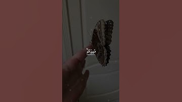 وما بكم من نعمة فمن الله - عبدالرحمن مسعد تلاوة هادئة 4k Quality
