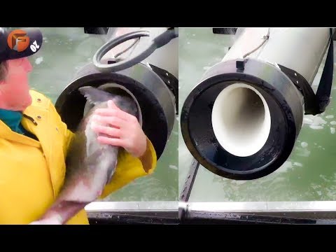 Video: En Novosibirsk Se Inventó Una Nueva Tecnología Para Fabricar Pieles De Pescado