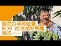 後院如何種芭蕉（香蕉）🍌？Bob從收穫的樂趣說起······不佔地儿，有陽光☀️即可