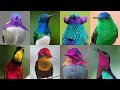 The Wonderful World of Hummingbirds