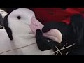 Atlantic Albatross | Extreme Animals | BBC Studios