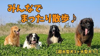 Pyreneanmastiff Youtube Pyreneanmastiff Youtube