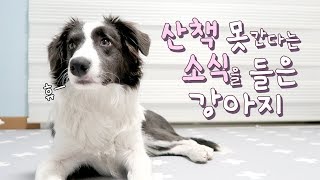 미세먼지 경보 온 날 산책 못 간다는 소식을 들은 강아지 / 보더콜리 솔라