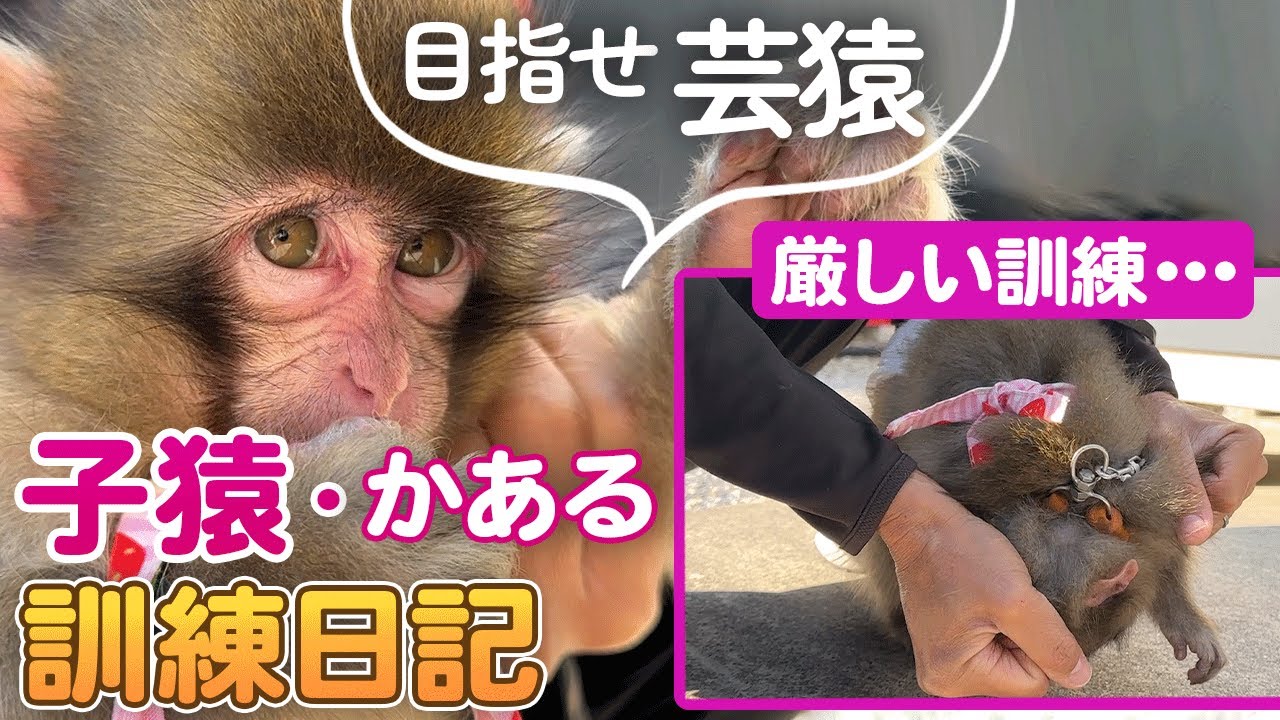 旧チャンネルより　かある日記０２ パート１『母親に捨てられた赤ちゃん』かあるがライブ配信で芸ができる様になる為の厳しい訓練篇