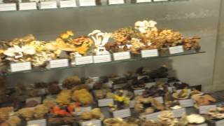 Mushroom Museum In Zagreb