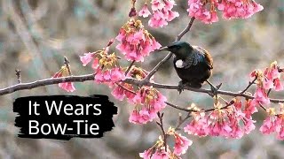 Tui Bird: Nature's Most Elegant Singer!