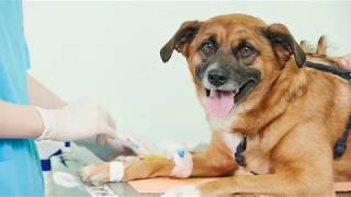 Hayfield animal hospital, alexandria, va