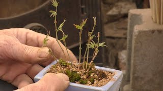 もみじの寄せ植え