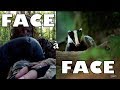 FACE A FACE AVEC LE BLAIREAU! ( Photo animalière)