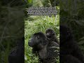 Mother–Infant Proximity in Female Gorillas #gorillas