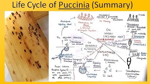 Puccinia  (Summary) | For B.Sc. and M.Sc. | ALL ABOUT BIOLOGY | BY JYOTI VERMA