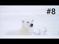 Oso polar | Animales en vía de extinción #8