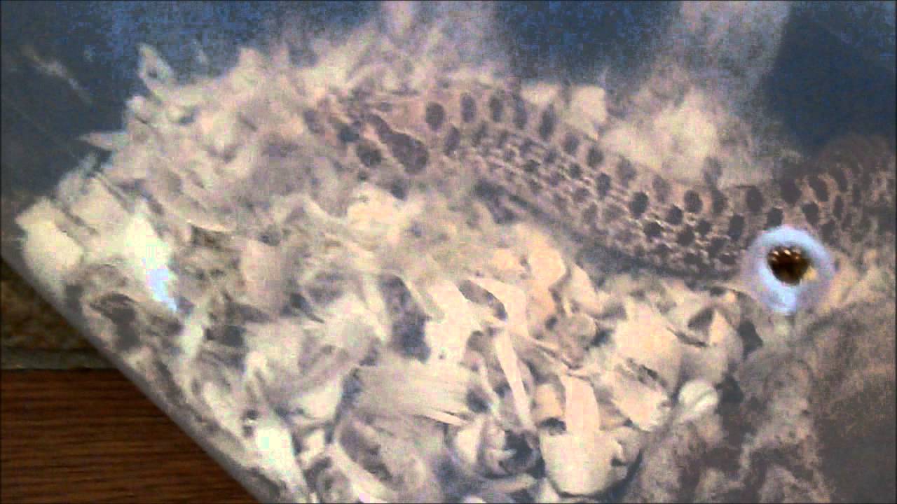 roach killer The Sweetest Hognose Ever.....NOT