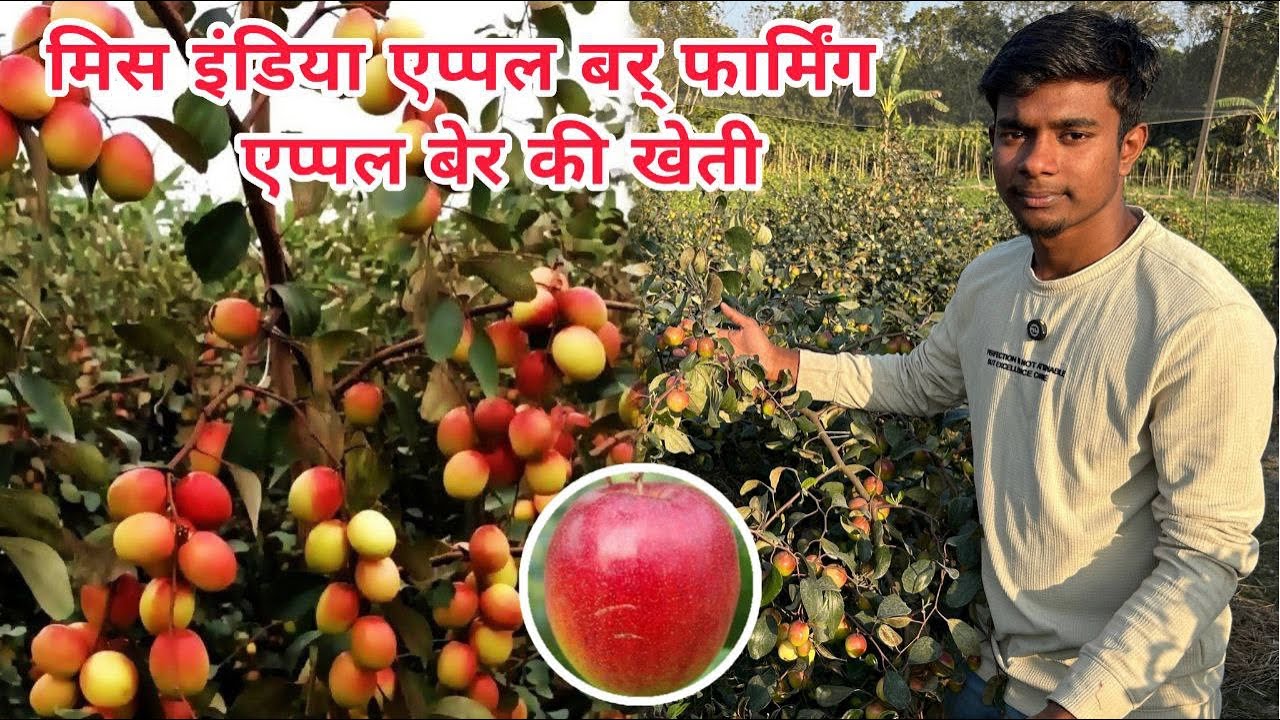 मिस इंडिया एप्पल बर् फार्मिंग ‘एप्पल बेर की खेती ‘ बेर जानकारी’ Contact (7319025592) 