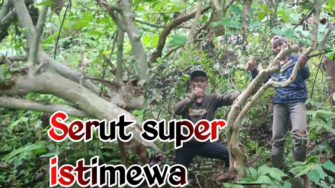 dongkel bahan bonsai serut jumbo karakter super istimewa