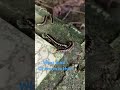 group of worms #wormszone